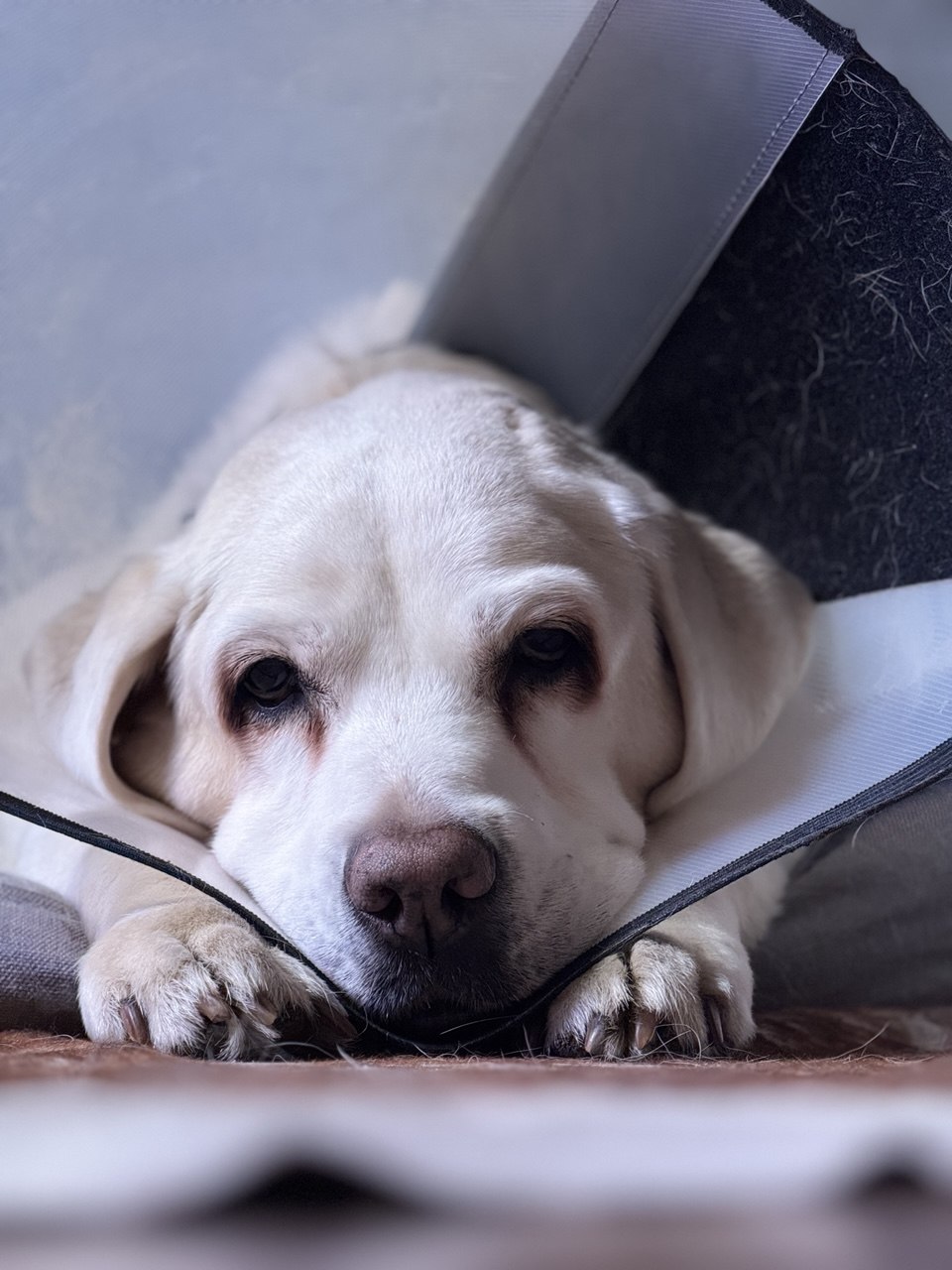 Светлый лабрадор